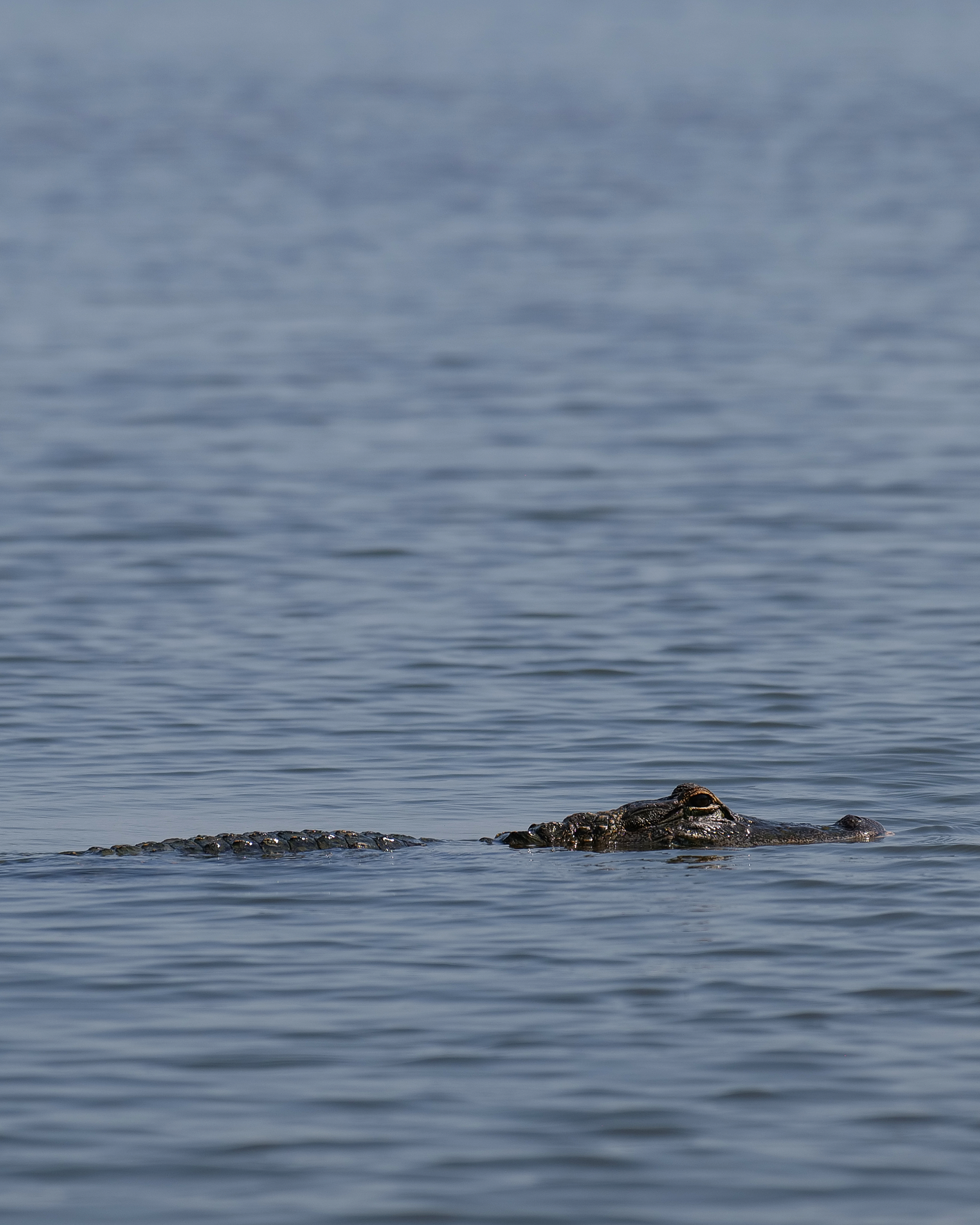 Louisiana's Alligator Industry: Transforming for the Future
